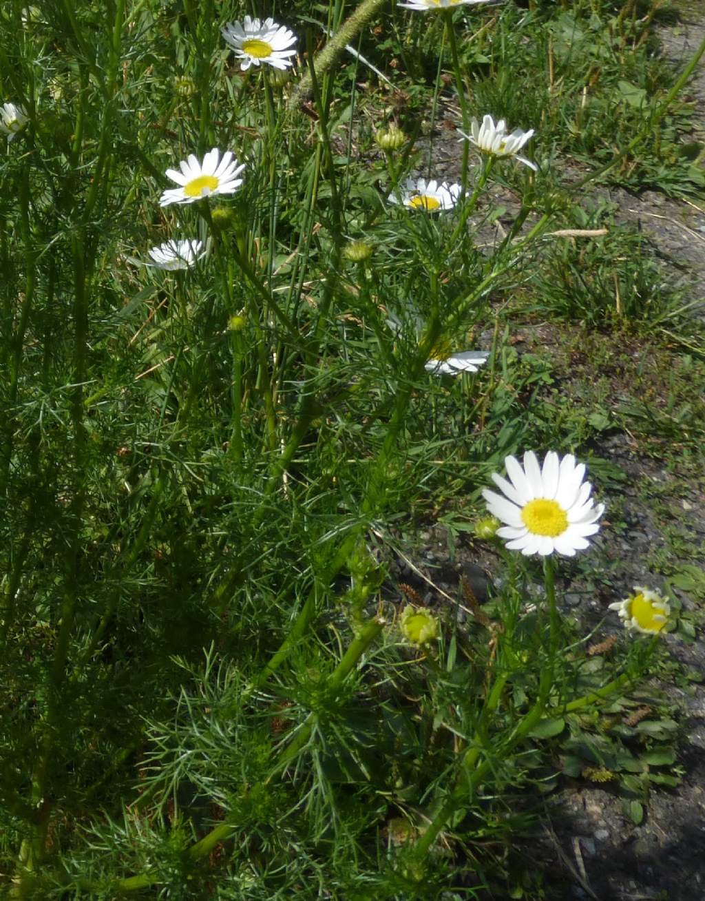 Tripleurospermum inodorum / Camomilla senza odore